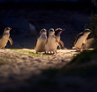 Phillip Island Nature Parks - Sydney Tourism