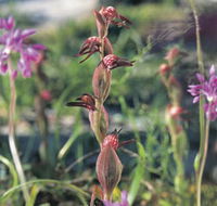 Carnamah-Eneabba Wildflower Drive - Sydney Tourism