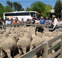 Gold Creek Station - Sydney Tourism