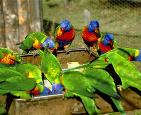 Canberra Walk In Aviary - Sydney Tourism 1