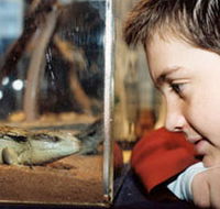 Canberra Reptile Zoo - Sydney Tourism