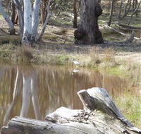 Mulligans Flat - Sydney Tourism