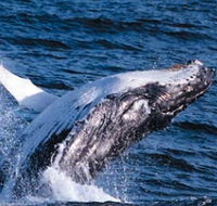 Sydney Eco Whale Watching - Sydney Tourism