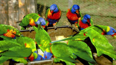 Canberra Walk In Aviary - Sydney Tourism 4