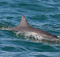 Byron Bay Dolphin Wildlife Tours