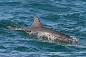 Byron Bay Dolphin Wildlife Tours - Sydney Tourism 0