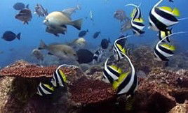 Byron Bay Dolphin Wildlife Tours - Sydney Tourism 3