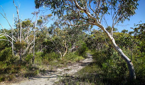 Aboriginal Heritage Walk - Sydney Tourism 2