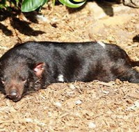 Symbio Wildlife Park - Sydney Tourism