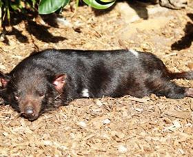 Symbio Wildlife Park - Sydney Tourism 0