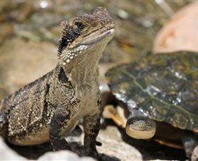 Symbio Wildlife Park - Sydney Tourism 3