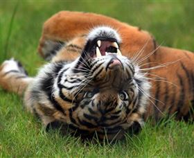 Symbio Wildlife Park - Sydney Tourism 6