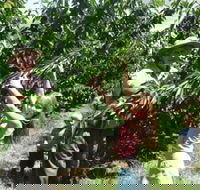 Forest Range Cherries - Sydney Tourism