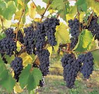 Hills Short Wine and Food Trail