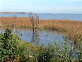 Meningie's Pelican Path - Yunti Ngopun Ngami - Sydney Tourism 3