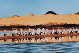 Coorong National Park - Sydney Tourism 0