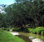 Salvator Rosa Section - Carnarvon National Park - Sydney Tourism