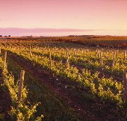 Ralph Fowler Wines