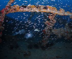 Lady Bowen Dive Site - Sydney Tourism 1