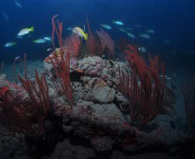 Lady Bowen Dive Site - Sydney Tourism 3
