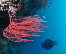 Eddy Reef Dive Site - Sydney Tourism 0