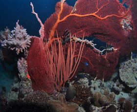 Eddy Reef Dive Site - Sydney Tourism 2