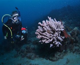Eddy Reef Dive Site - Sydney Tourism 1