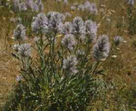 Mitiamo ACT Sydney Tourism