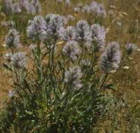 Terrick Terrick National Park - Sydney Tourism