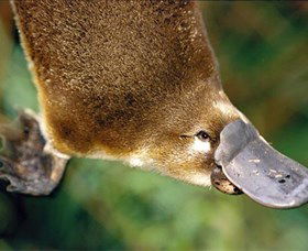 Eungella National Park - Sydney Tourism 0