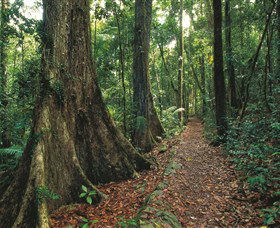 Eungella National Park - Sydney Tourism 1