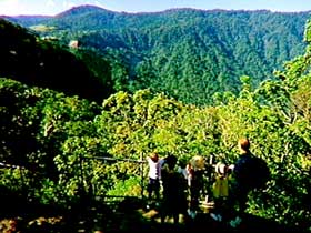 Eungella National Park - Sydney Tourism 3