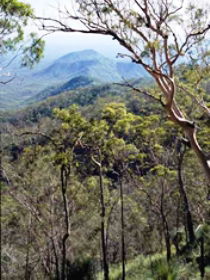 Crediton State Forest - Sydney Tourism 0