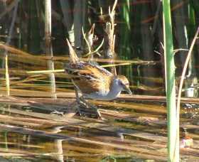 Fivebough Wetlands - Sydney Tourism 1
