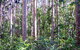 Cathu State Forest - thumb 0