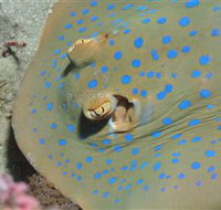 Jorgey's Patch Dive Site - Sydney Tourism