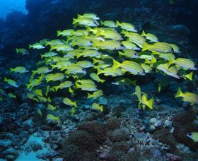 Nursery Bommie Dive Site - Sydney Tourism 1