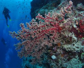 Nursery Bommie Dive Site - Sydney Tourism 0