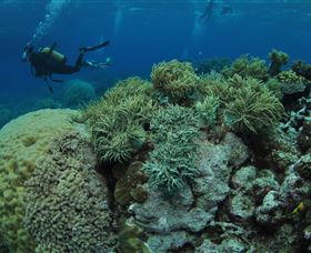 Nursery Bommie Dive Site - Sydney Tourism 2