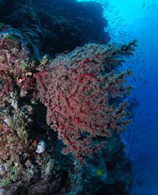 Nursery Bommie Dive Site - Sydney Tourism 3
