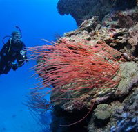 Three Sisters Dive Site - Sydney Tourism