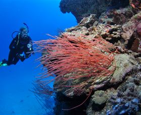 Three Sisters Dive Site - Sydney Tourism 0
