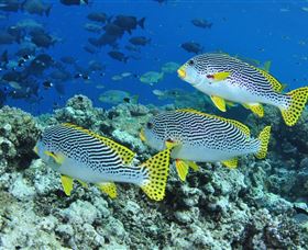 Three Sisters Dive Site - Sydney Tourism 1