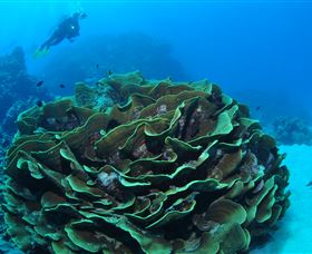 Three Sisters Dive Site - Sydney Tourism 2