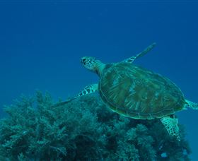 Three Sisters Dive Site - Sydney Tourism 3
