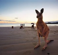 Wallabies on the Beach at Cape Hillsborough - Sydney Tourism