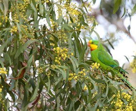 Savernake Day Tours - Sydney Tourism 3