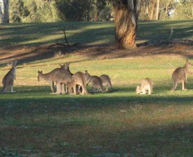 Savernake Day Tours - Sydney Tourism 4