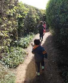 The Tangled Maze & Mistydowns Nursery - Sydney Tourism 2