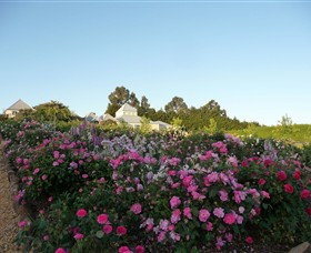 The Tangled Maze & Mistydowns Nursery - Sydney Tourism 3